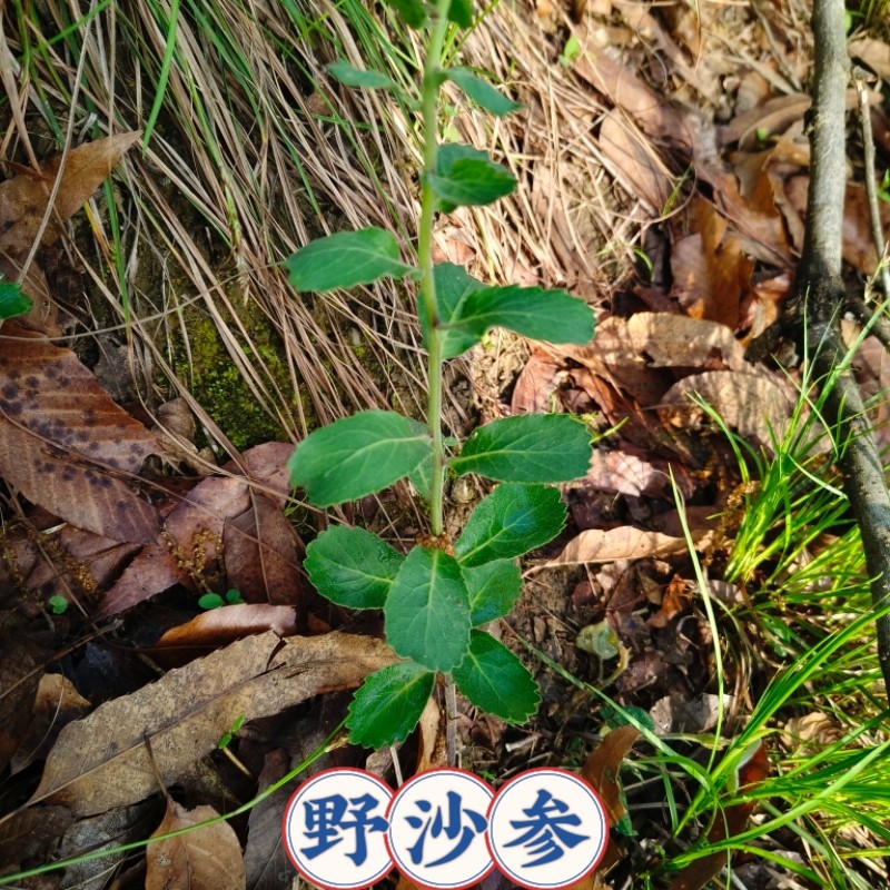 湖北野沙参苗可栽种苗盆栽中药材狗宝苗食用狗宝咸菜韩国泡菜沙参