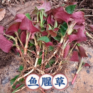 鱼腥草苗盆栽食用绿植折耳根新鲜苗好养易活耐寒鱼腥草种植苗
