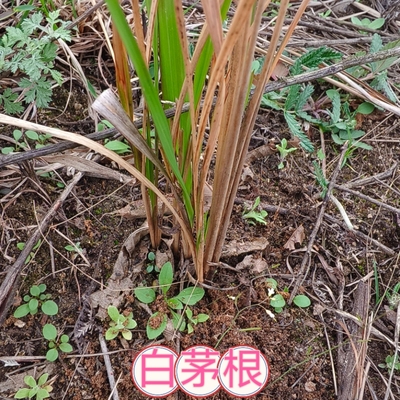 湖北野生白茅根苗 可种植食用新鲜茅草根 现挖毛草根凉茶中药材苗