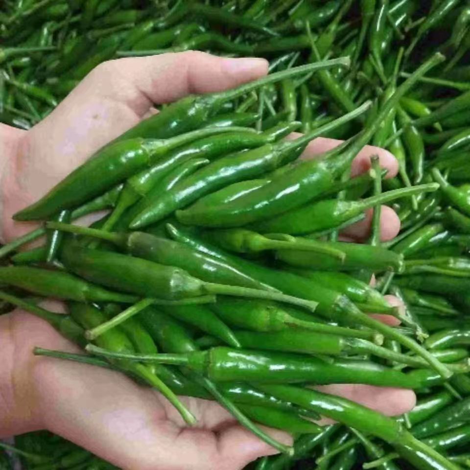 现摘新鲜青农家朝天椒尖椒超辣指天椒自种辣椒泡椒蔬菜青小米辣