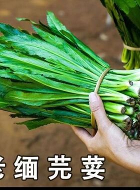 云南新鲜蔬菜老缅芫荽香料新鲜采摘现发绿色大香菜泰国食用缅芫荽