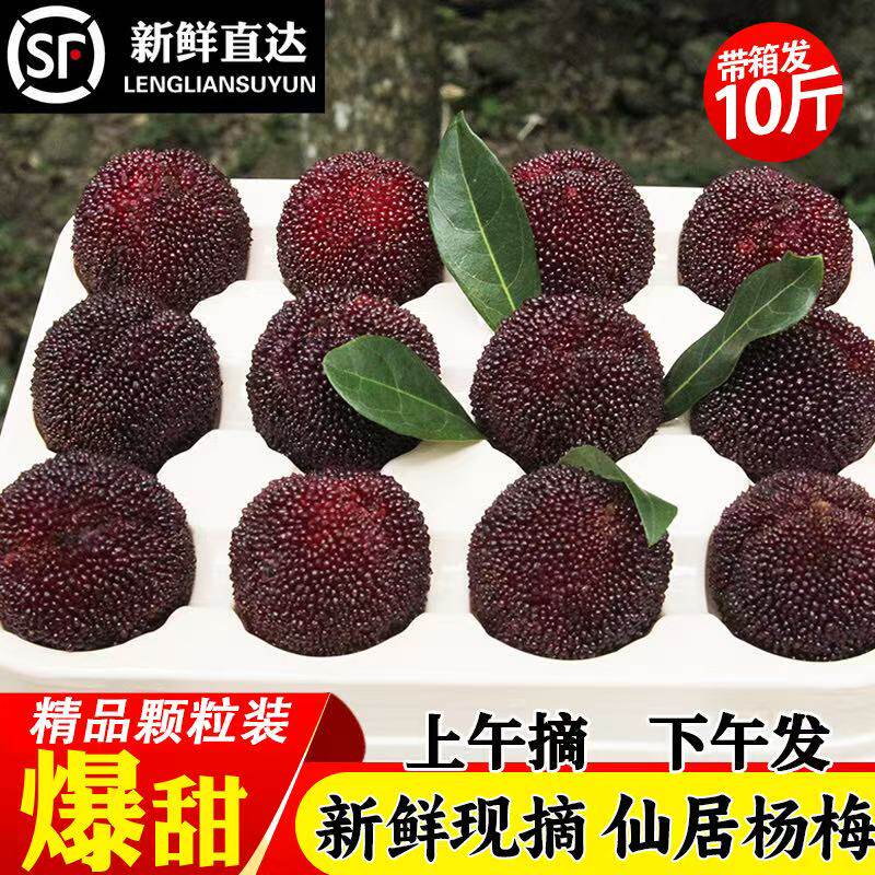 正宗浙江仙居杨梅鲜果东魁荸荠当季孕妇新鲜水果现摘现发10斤整箱