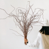 金龙柳干枝侘寂风复古禅意真花干花插花装 饰线条感意境美干树枝