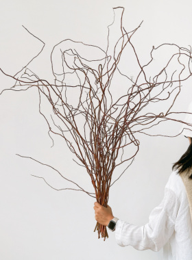 金龙柳干枝侘寂风复古禅意真花干花插花装饰线条感意境美干树枝