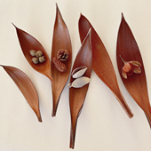 进口可可叶干花天然植物样板房酒店装 饰托盘桌面摆件花艺拍摄道具