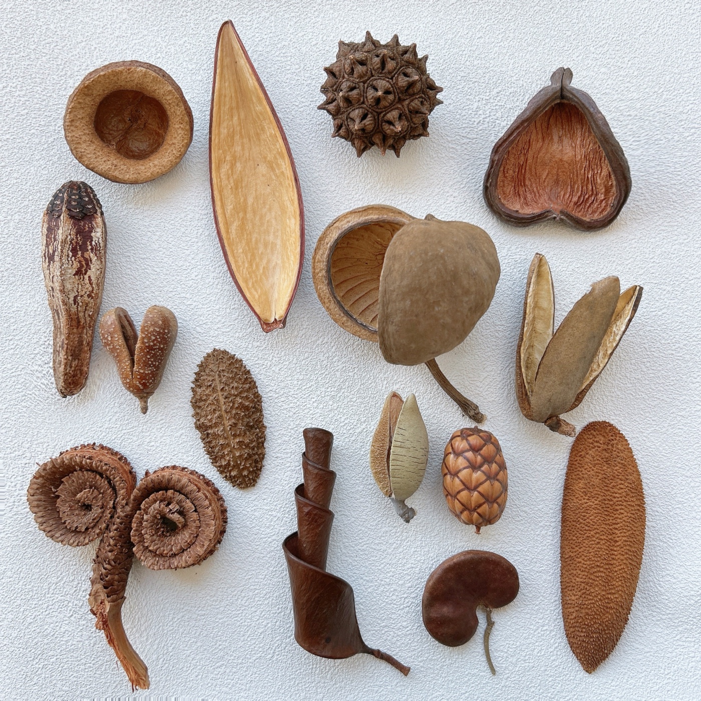 进口天然植物标本干果刺猬壳diy