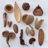 进口天然植物标本果实果壳干果相框diy材料南美鱼缸造景爬宠躲避