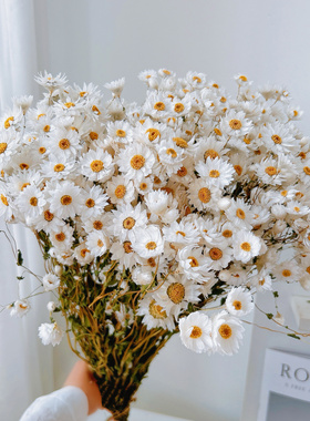 鲁丹鸟白色小雏菊天然真花干花花束家居装饰小清新ins风拍摄道具