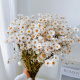 鲁丹鸟白色小雏菊天然真花干花花束家居装 饰小清新ins风拍摄道具