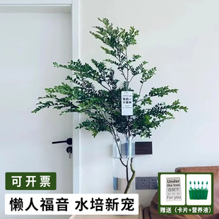 美男树水培植物鲜切枝条盆栽活树室内马醉木日本吊钟桌面客厅水养