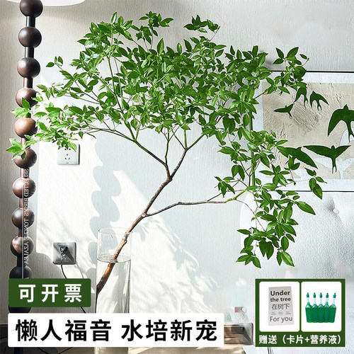雀舌杜鹃鲜水培切枝条吊钟客厅