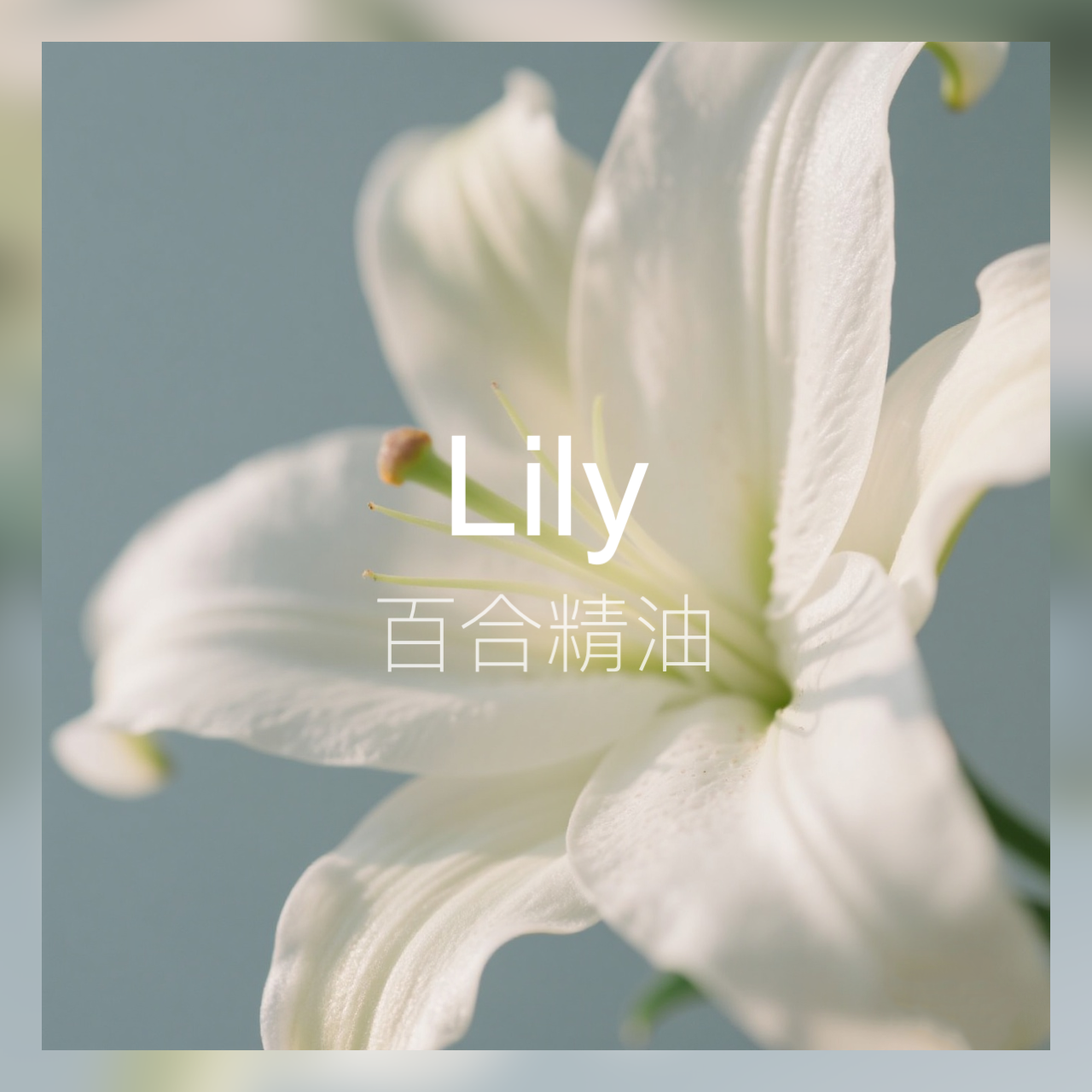 【新香新灵感】百合精油 清新素雅花香