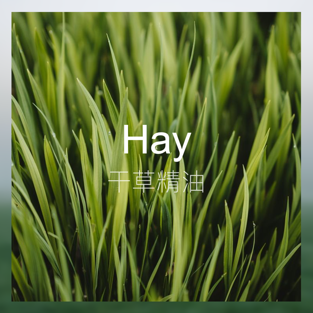 【新香新灵感】干草精油 青草香气草本微甜质感 绿色气息