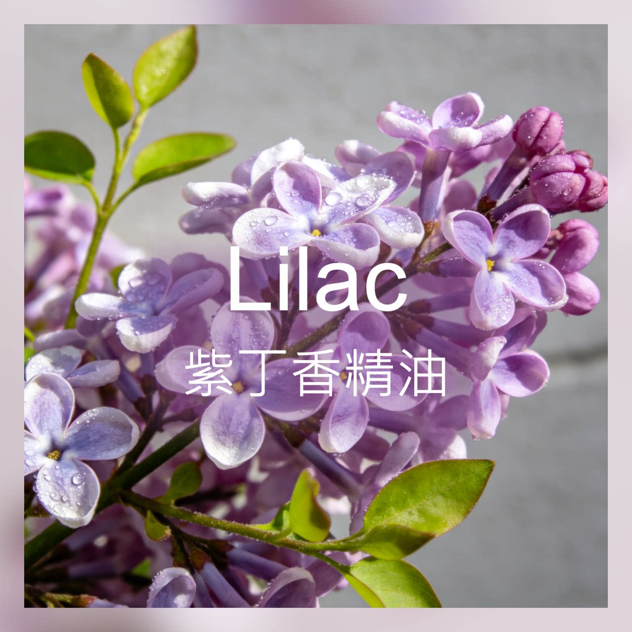 【新香新灵感】丁香花精油 甜美单方精油