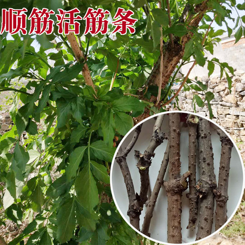 活筋条 接骨木 顺筋条舒筋条 陆英 接骨枝2斤装包邮 - 封面