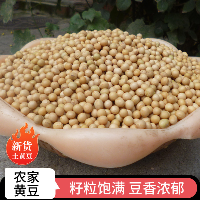 农家笨黄豆优质非转基因老品种自种土黄豆五谷杂粮煮粥打豆浆新货