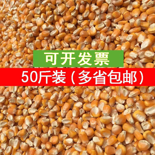 2025年干玉米粒苞米谷籽鸽子鸡鸭鹅饲料打窝鱼饵仓鼠50斤装包邮