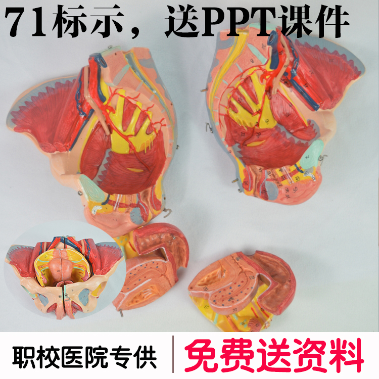 妇产科教具女性盆腔模型含生殖系统带血管神经 女性骨盆模型教具