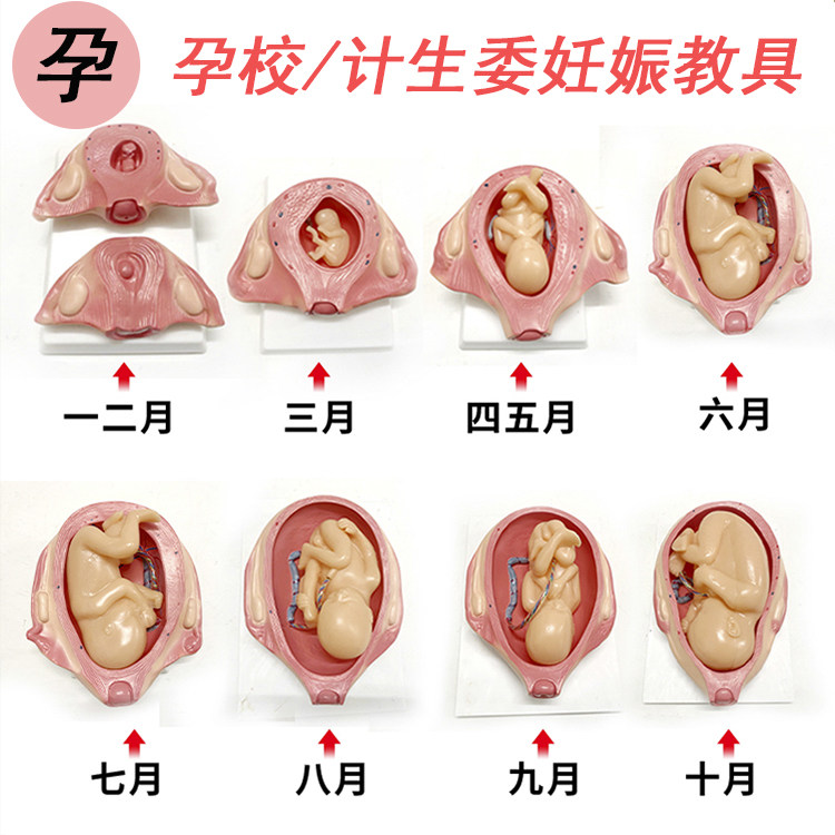计划生育展示胎儿妊娠发育过程胚胎妊娠过程 模型胎儿发育10个月