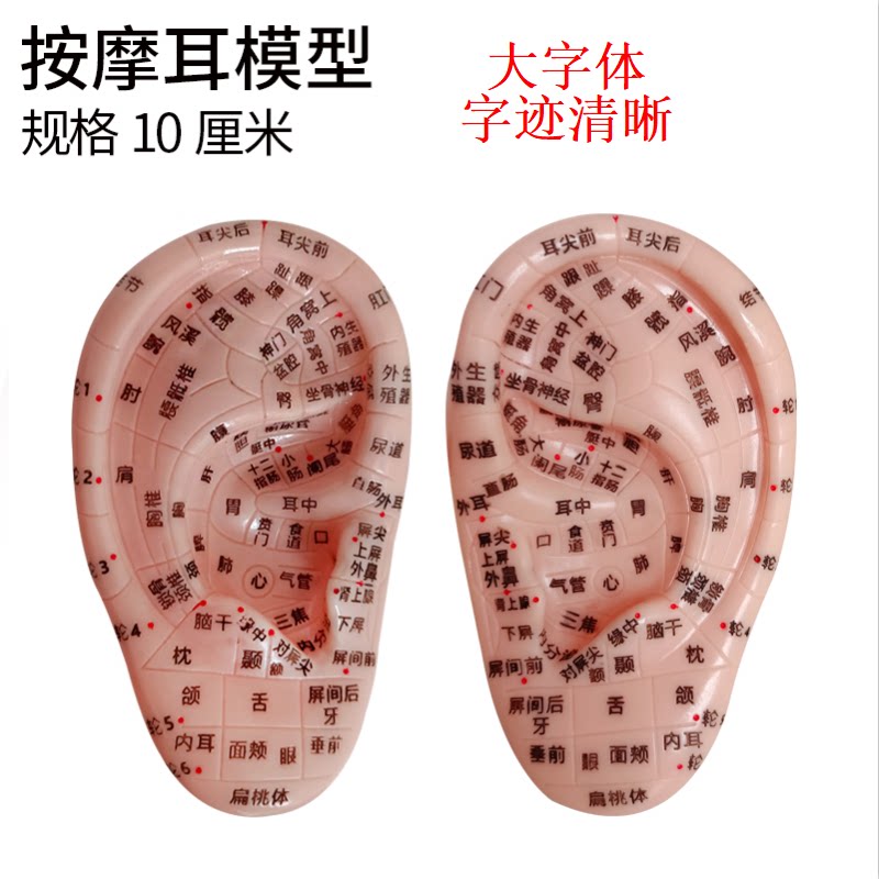超清晰刻字耳模型耳穴按摩反射区耳朵模型10厘米大字体耳部理疗