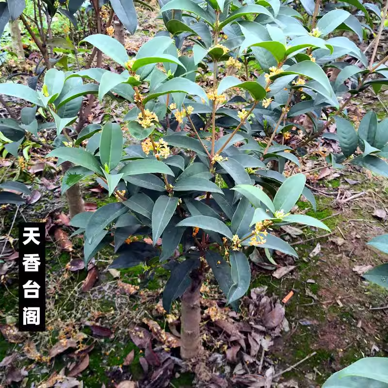 流苏嫁接天香台阁桂花红花天香台阁黄天香耐寒四季浓香型桂花