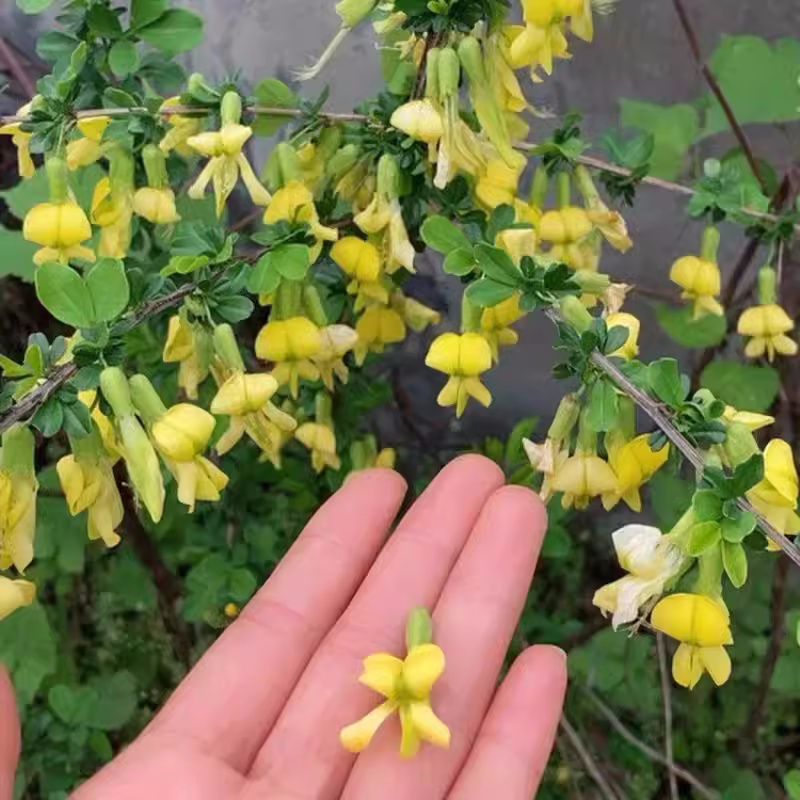 可食用黄金雀盆栽树苗