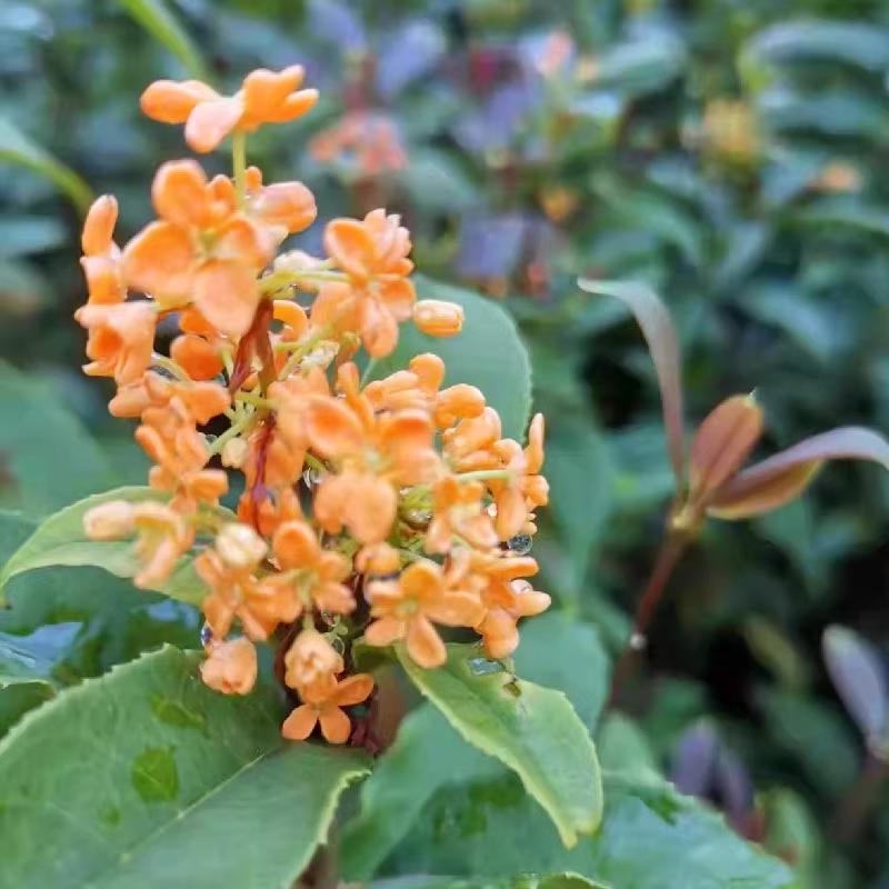 流苏嫁接红花天香台阁桂花树苗盆栽地载四季型浓香型桂花四季桂花
