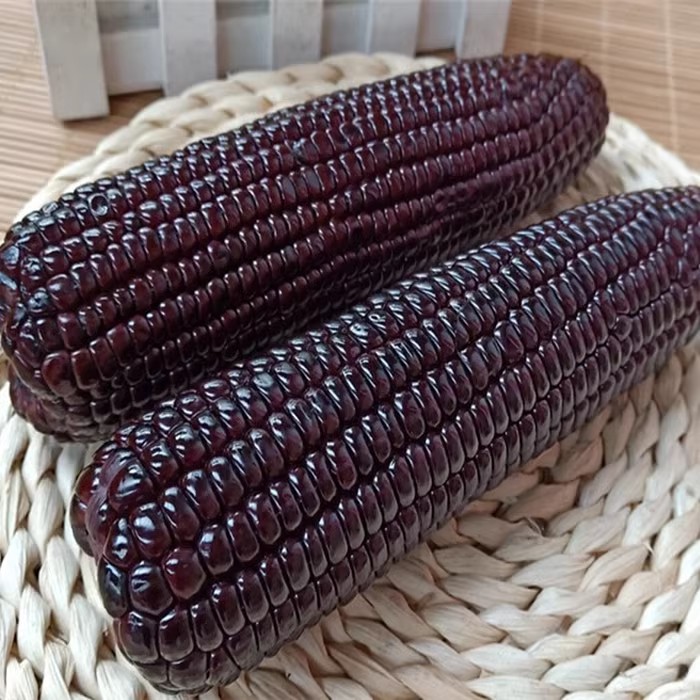 黑糯玉米山西特产220克黑玉米