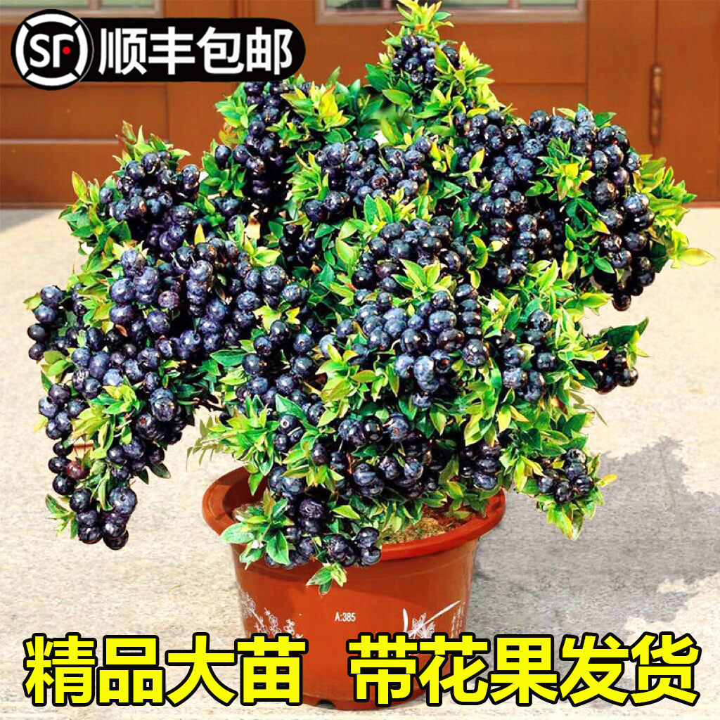 【带花带果】发货特大蓝莓树盆栽