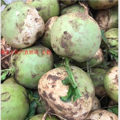 湖北广水特产自家种植的新鲜半头青萝卜一斤6元拍5斤包邮