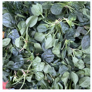 湖北广水自家种植新鲜嫩菠菜叶片厚实一斤7元拍5斤包邮