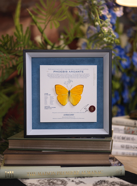 蝴蝶歌剧院｜原创杏菲粉蝶可爱黄色真蝴蝶标本infp小蝴蝶闺蜜礼物