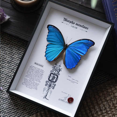 真蝴蝶标本收藏级博物馆礼物