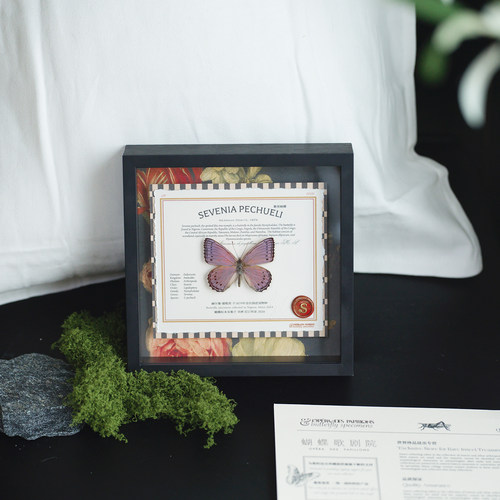 真蝴蝶标本玩物丧志收藏生日礼物