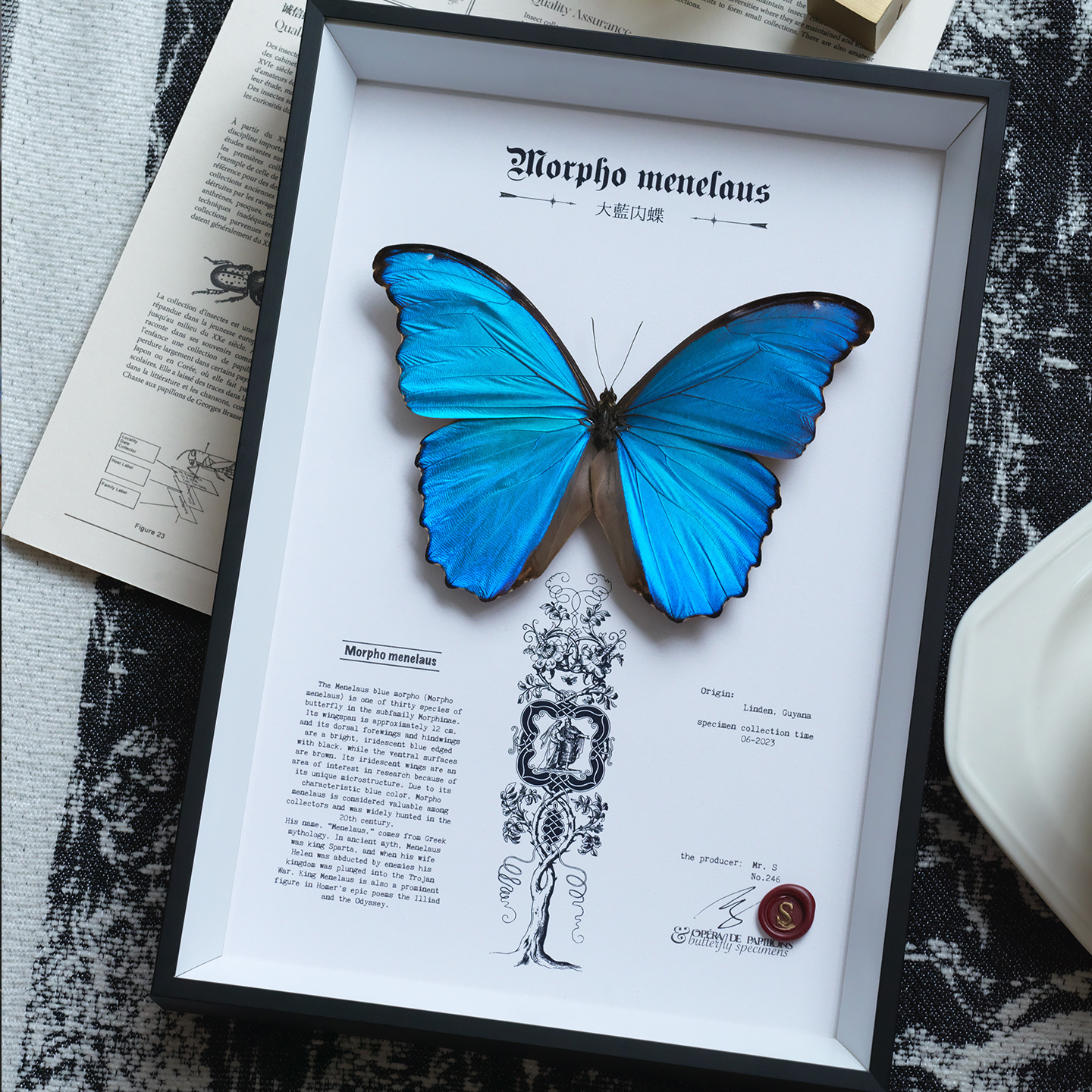 大蓝闪蝶蝴蝶标本情人节生日礼物