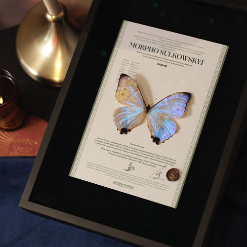 原创标本情人节氛围感生日礼物品