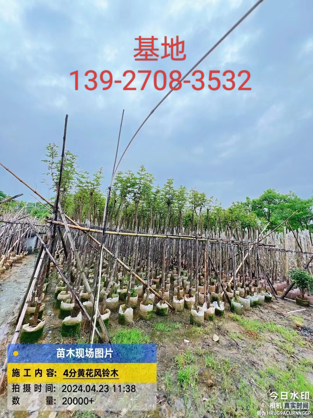 苗木基地批发5公分黄花风铃木树苗庭院绿化行道风景树四季常青