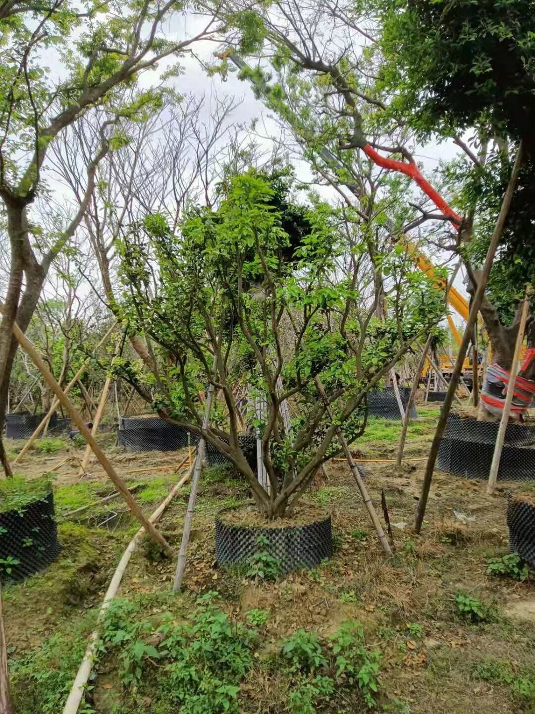 柚子树庭院景观绿化行道树乔木柚树假值苗