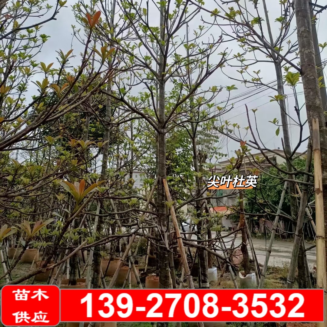 尖叶杜英道路工程绿化树行道树乔木基地苗木树苗