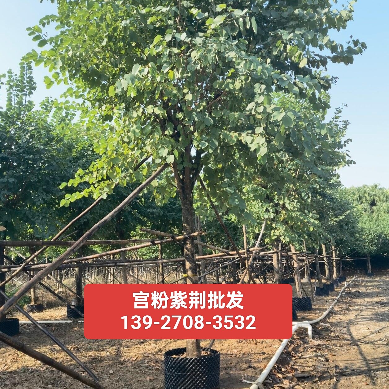 羊蹄甲大树洋紫荆树苗市政园林行道路树宫粉紫荆工程绿化苗木