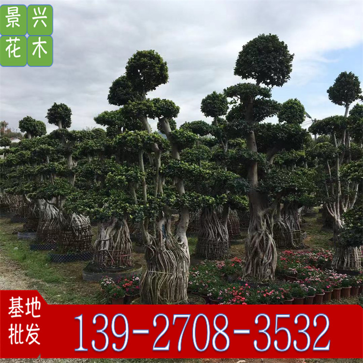 造型榕树 庭院树 工程园林景观别墅小区绿化基地批发常绿造型乔木