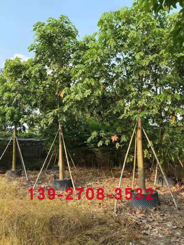 澳洲火焰木树苗假植苗梧桐科酒瓶树属植物 常绿乔木 奥火