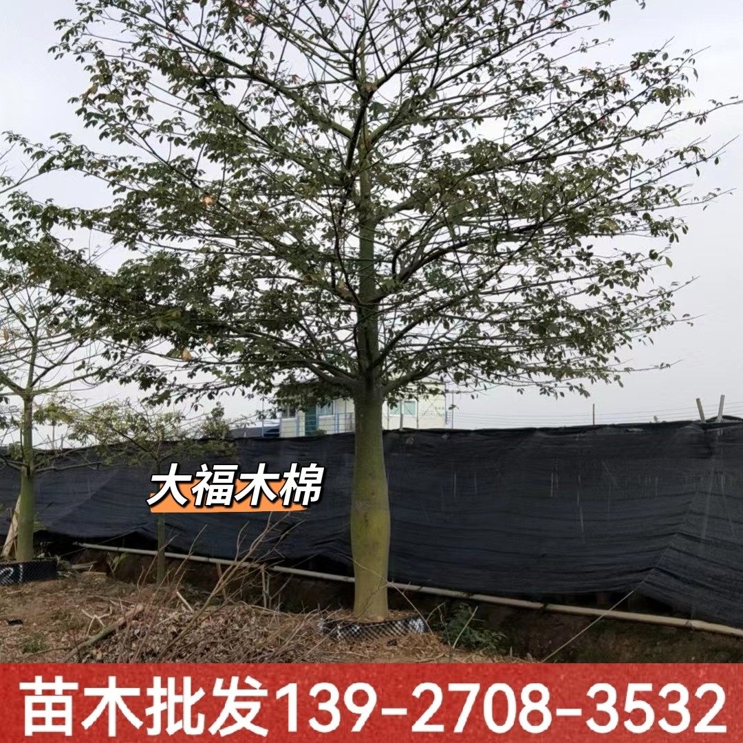 大腹木棉树苗别墅庭院花树行道公园绿化风景树地栽落叶行道树乔木