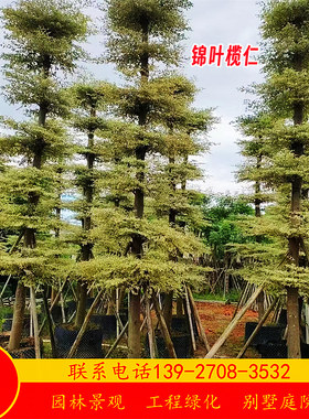 锦叶榄仁树假值苗基地胸径5-12公分花叶榄仁树苗行道树乔木市政