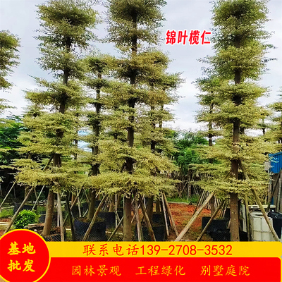 锦叶榄仁树假值苗基地胸径5-12公分花叶榄仁树苗行道树乔木市政
