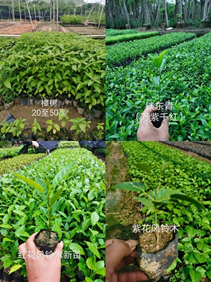 樟树铁冬青万紫千红红花风铃木紫花风铃木杯苗小苗行道树乔木