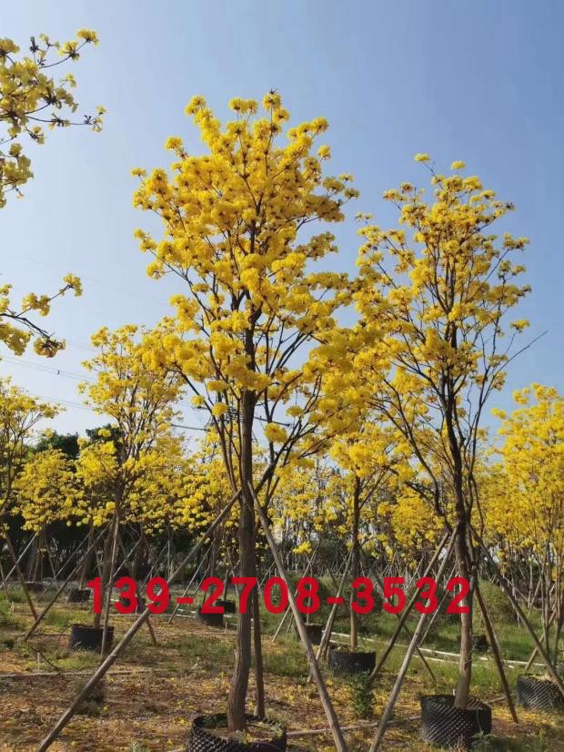 黄花风铃木树 落叶乔木 风铃树