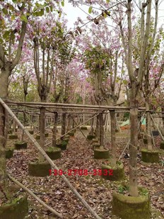 宫粉紫荆树 羊蹄甲 粉花 洋紫荆 落叶乔木