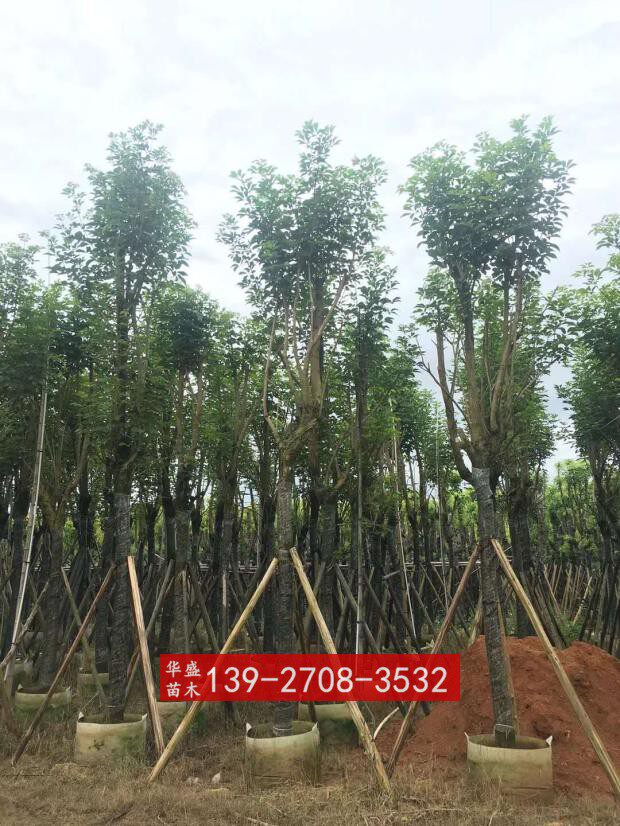 黄花风铃木12公分风铃木袋苗假植苗基地直销黄花风铃木