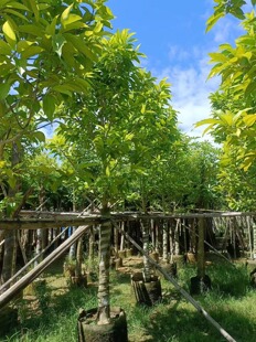 白兰树苗基地白玉兰树白玉兰花树庭院种植品种绿化苗木行道树乔木